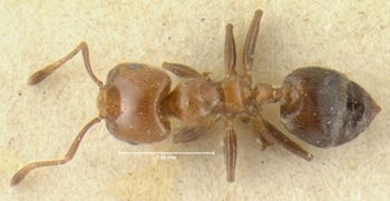 Media type: image; Entomology 30754   Aspect: habitus dorsal view